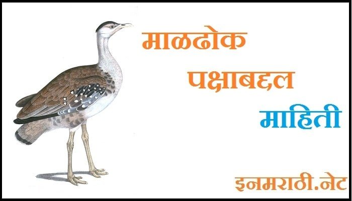 maldhok-bird-information-in-marathi