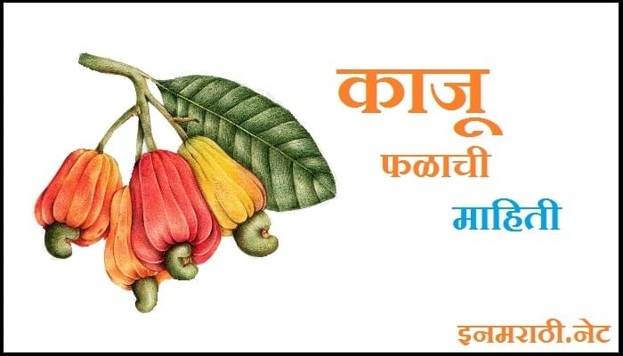 cashew-information-in-marathi