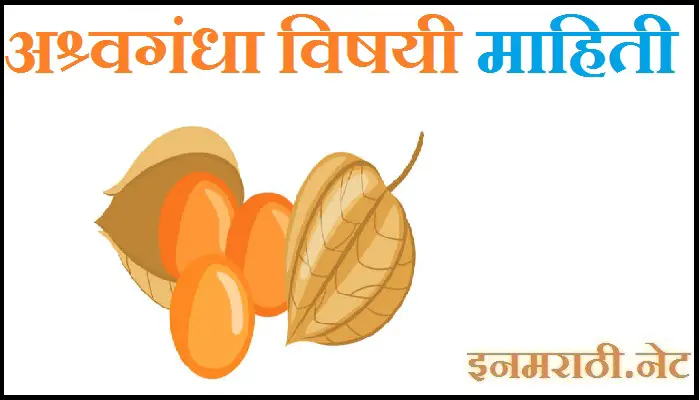 winter-cherry-information-in-marathi